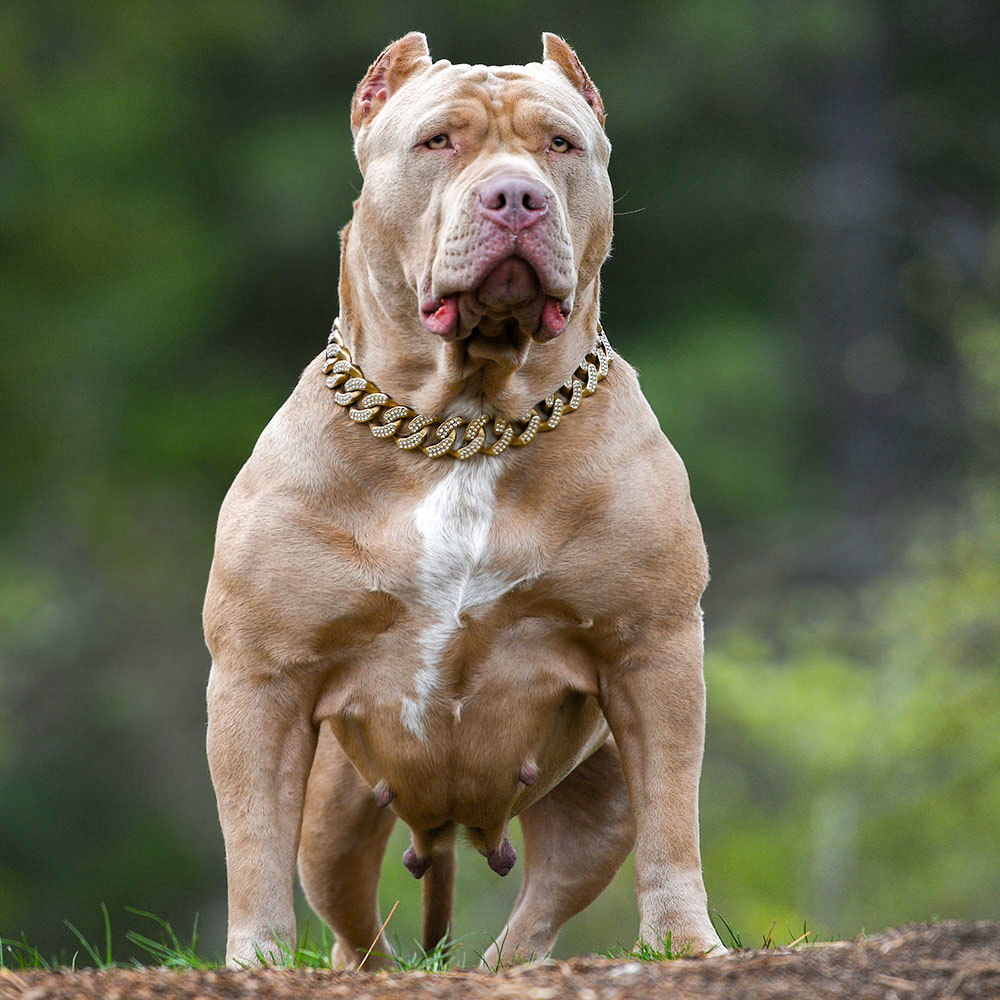 The biggest red nose pitbull american bully in the forest