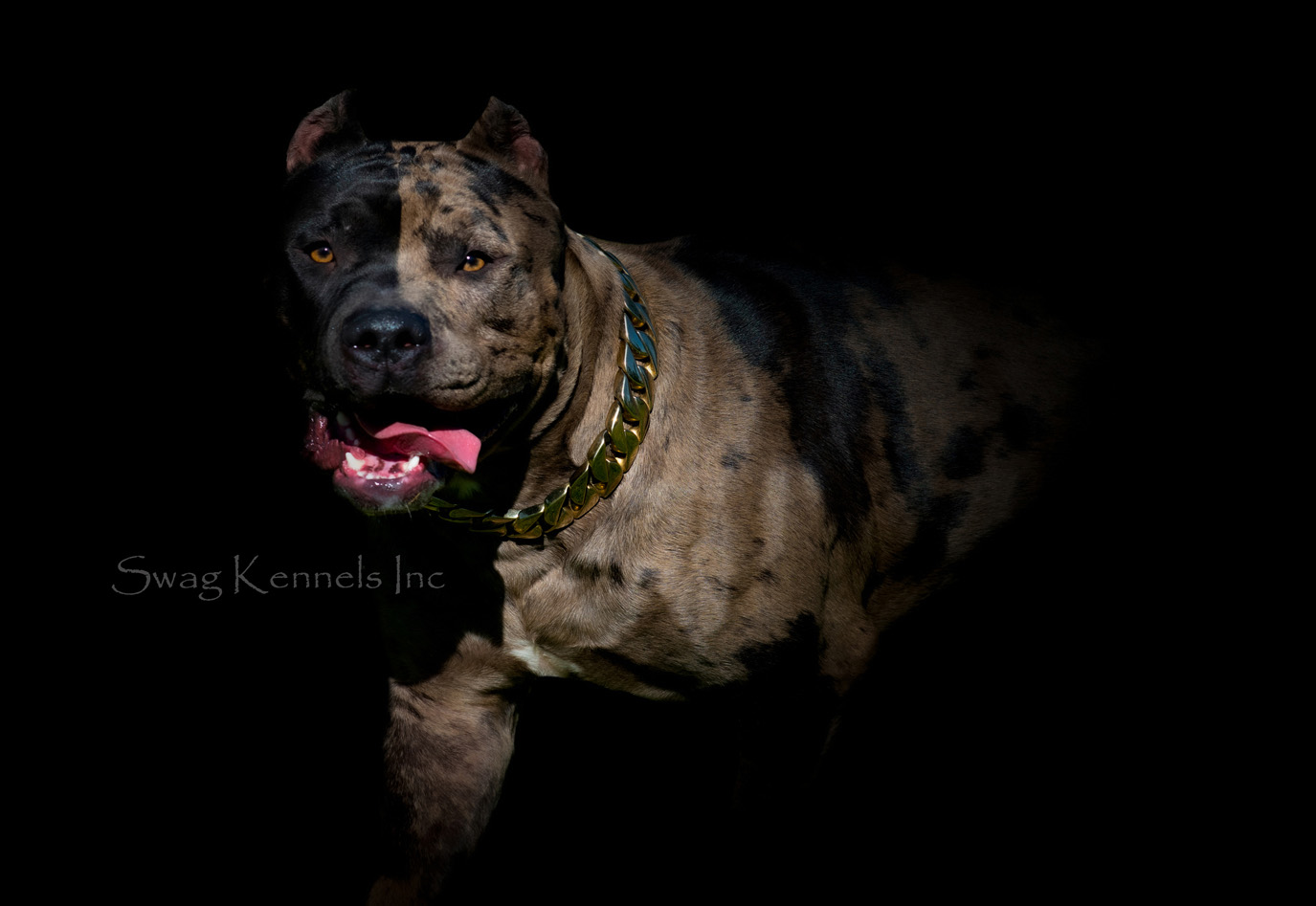 Merle Pitbull with exclusive 2faced color