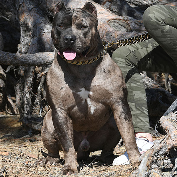 XXL Melre pitbull With huge muscles sitting in the forest