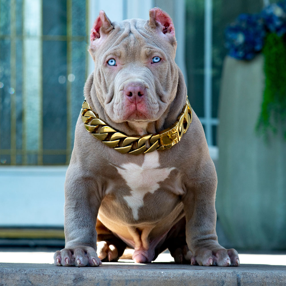 XXL/XL Pitbull Red Nose puppy for sale with extreemly huge muscles