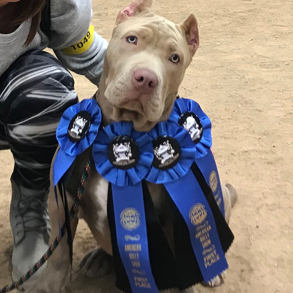 Red nose Pitbull puppy won 1st place on dog show